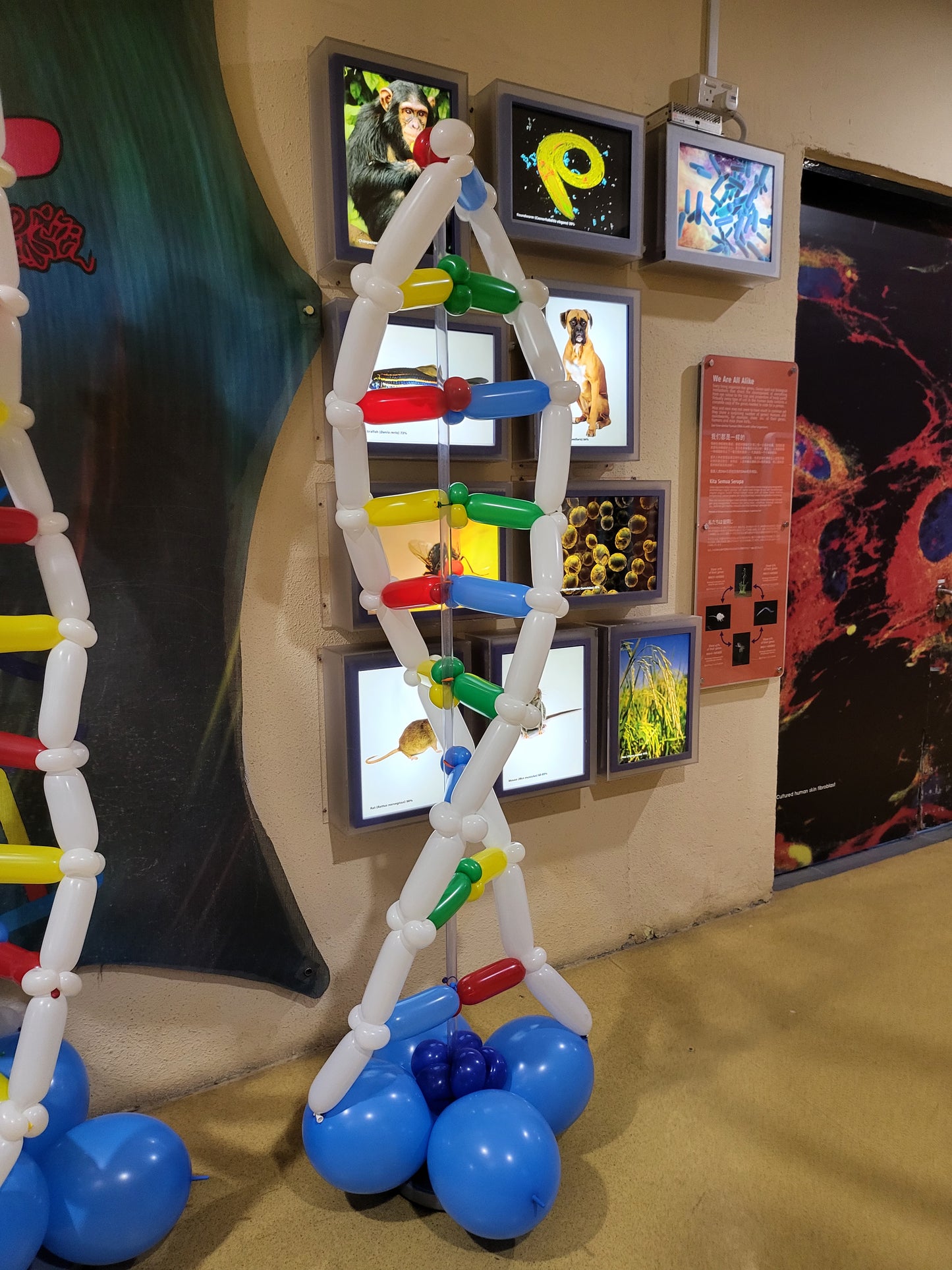 DNA Balloon Display