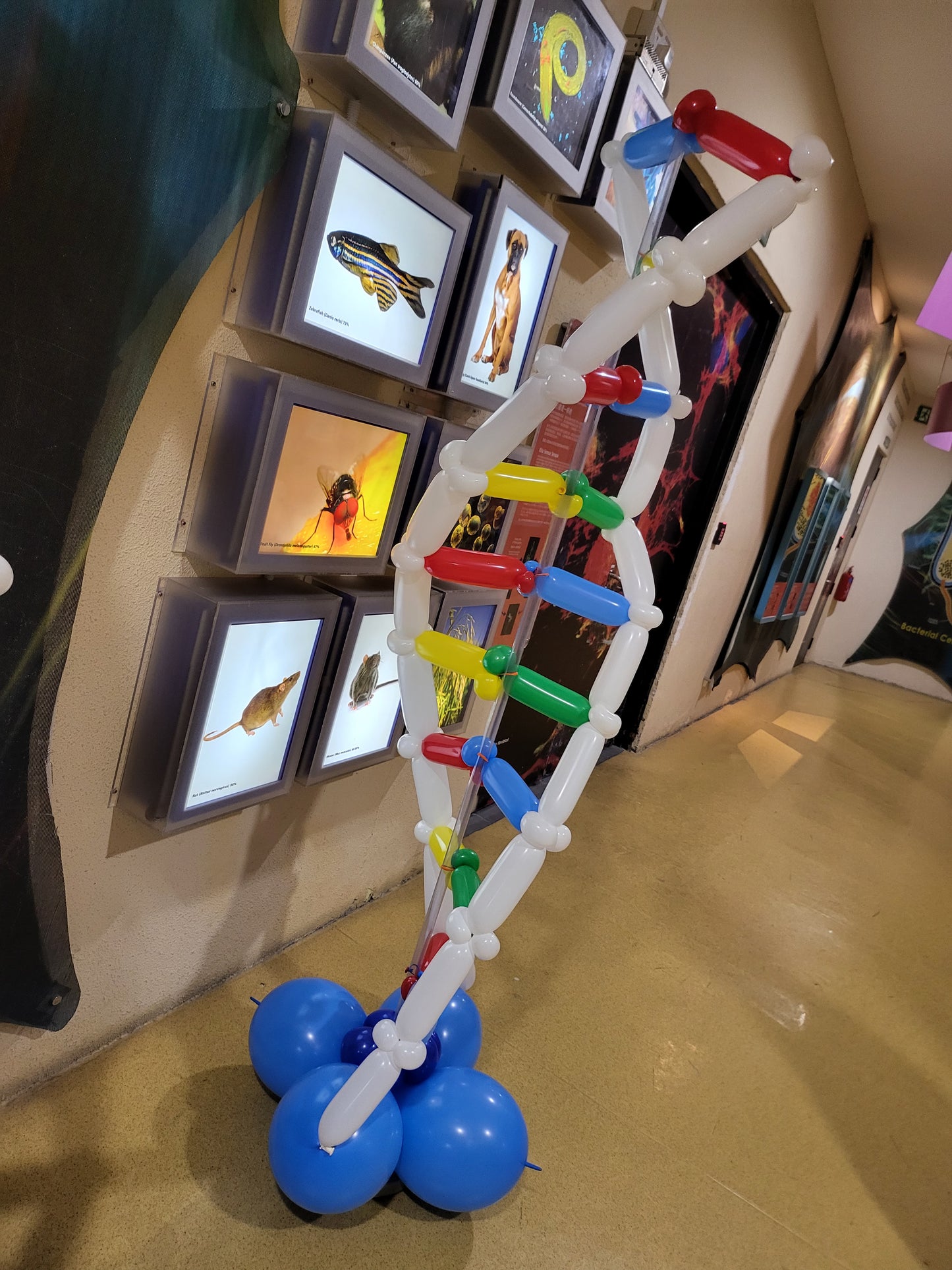 DNA Balloon Display