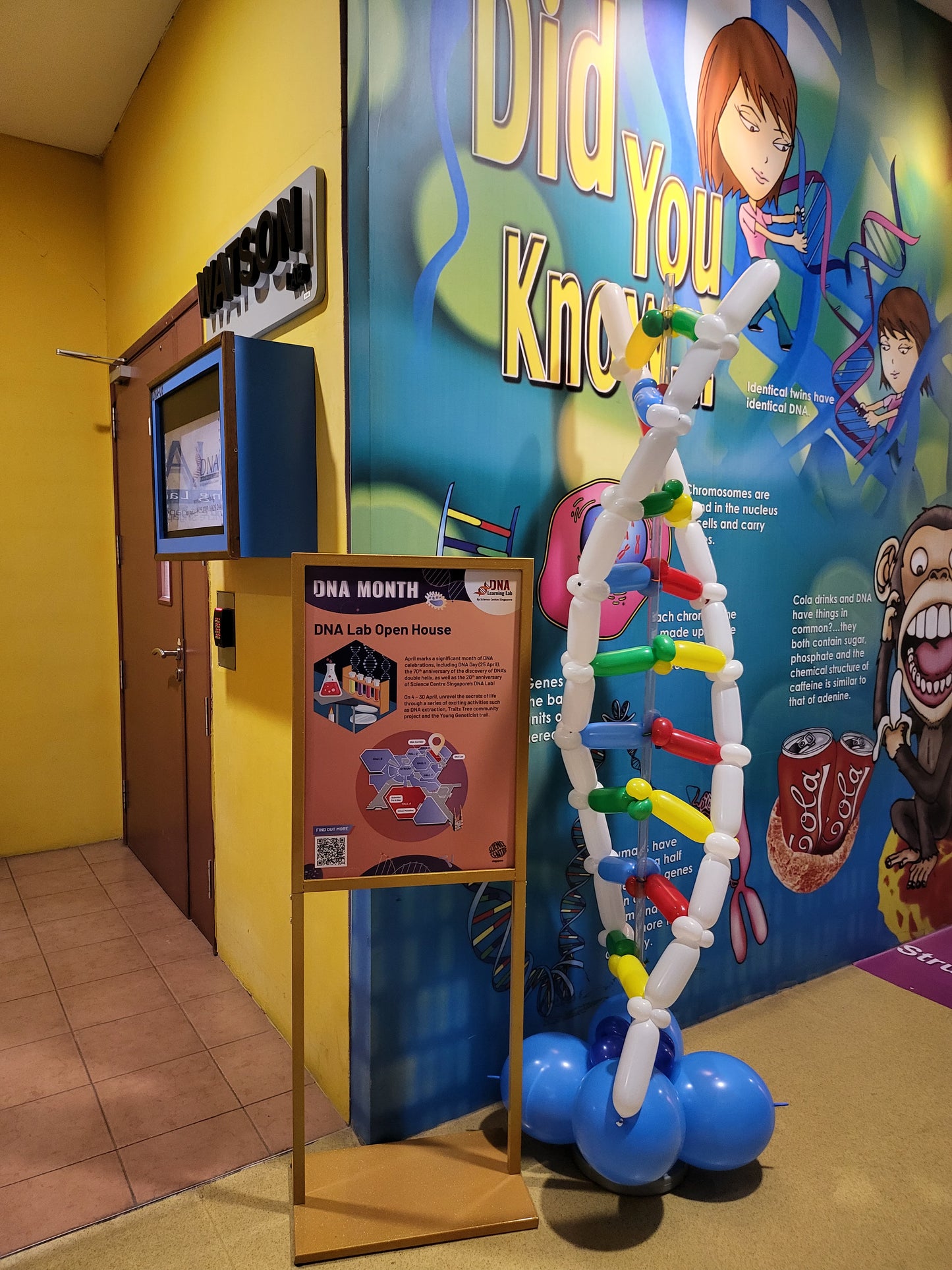 DNA Balloon Display