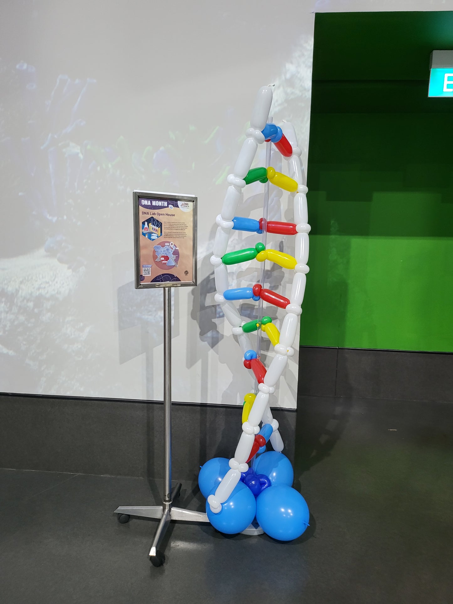 DNA Balloon Display