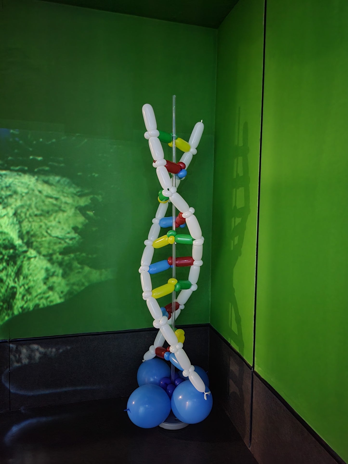 DNA Balloon Display