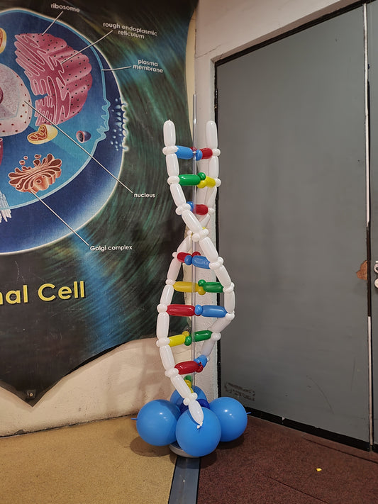 DNA Balloon Display